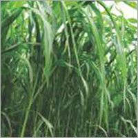 Sorghum Sudan Grass Fast  Grass (White)