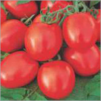 Tomato F1 Alam