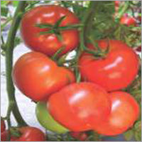 Tomato F1-Him King Grade: Food