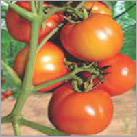 Tomato F1 -RST-4203  (Himal)