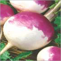 Op Turnip-purple Top (Imported)