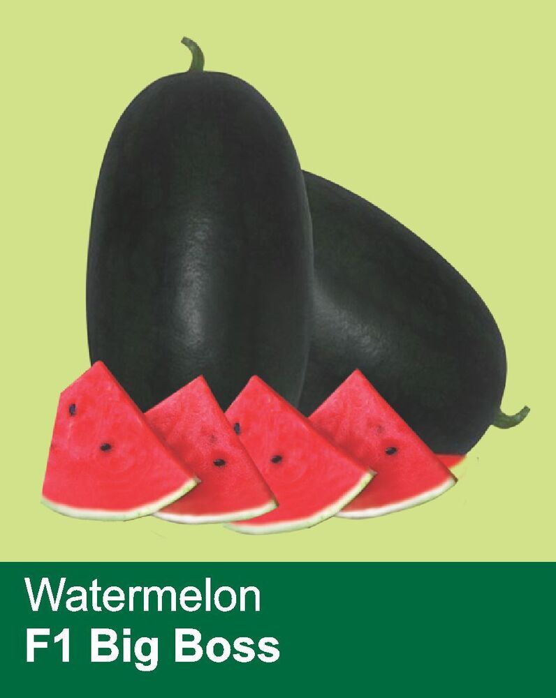Water Melon F1 -Big Boss