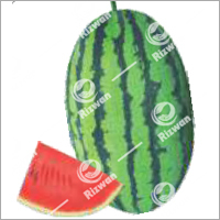 Watermelon F1-Green King-788   (Small Seed)