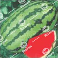Watermelon F1-Honey-825