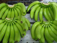 Cavendish Banana