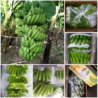 Cavendish Banana