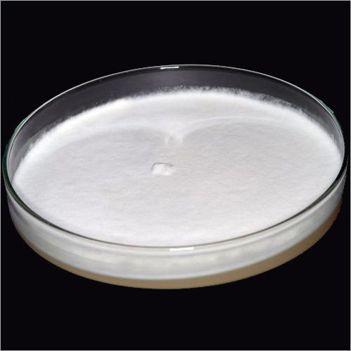 Sodium Phosphate Monobasic Monohydrate