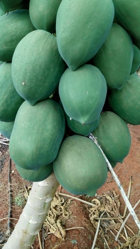 Papaya