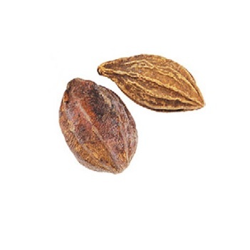 Wild Dried Myrobalan