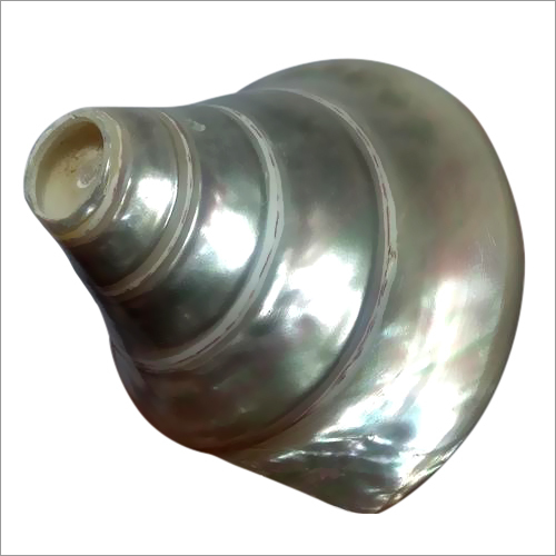 Blowing Pearl Conch