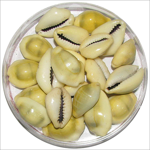 Natural Yellow Cowrie Shells