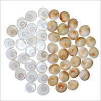 Natural Gomati Chakra