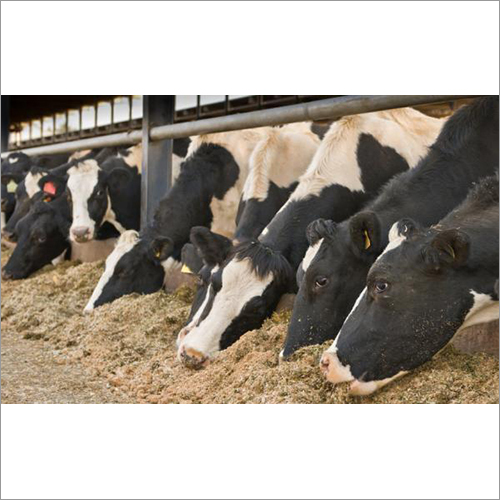 Animal Cattle Feed Supplements