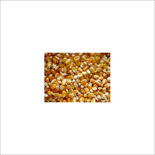 Maize Animal Feed