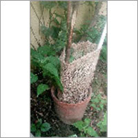 Jute Sapling Guard