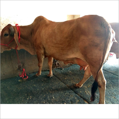 Sahiwal Desi Cow