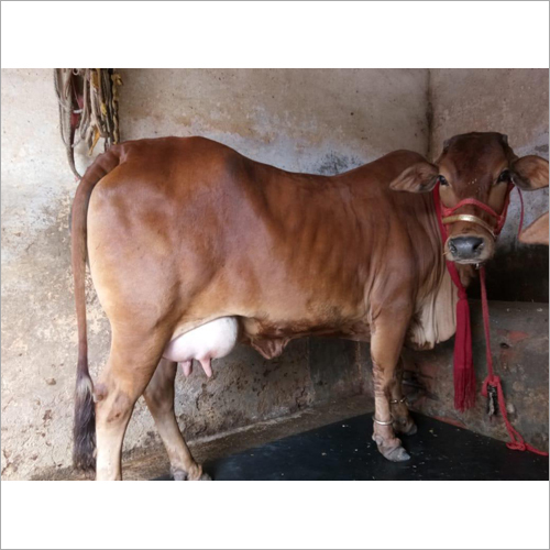 Dairy Farm Sahiwal Cow