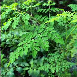 Moringa Oleifera Leaves - Fresh Green Leaves Low Moisture Content | Antioxidants Rich Medicinal Properties Protective Packaging