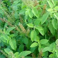 Ocimum sanctum L (Tulsi ) extract