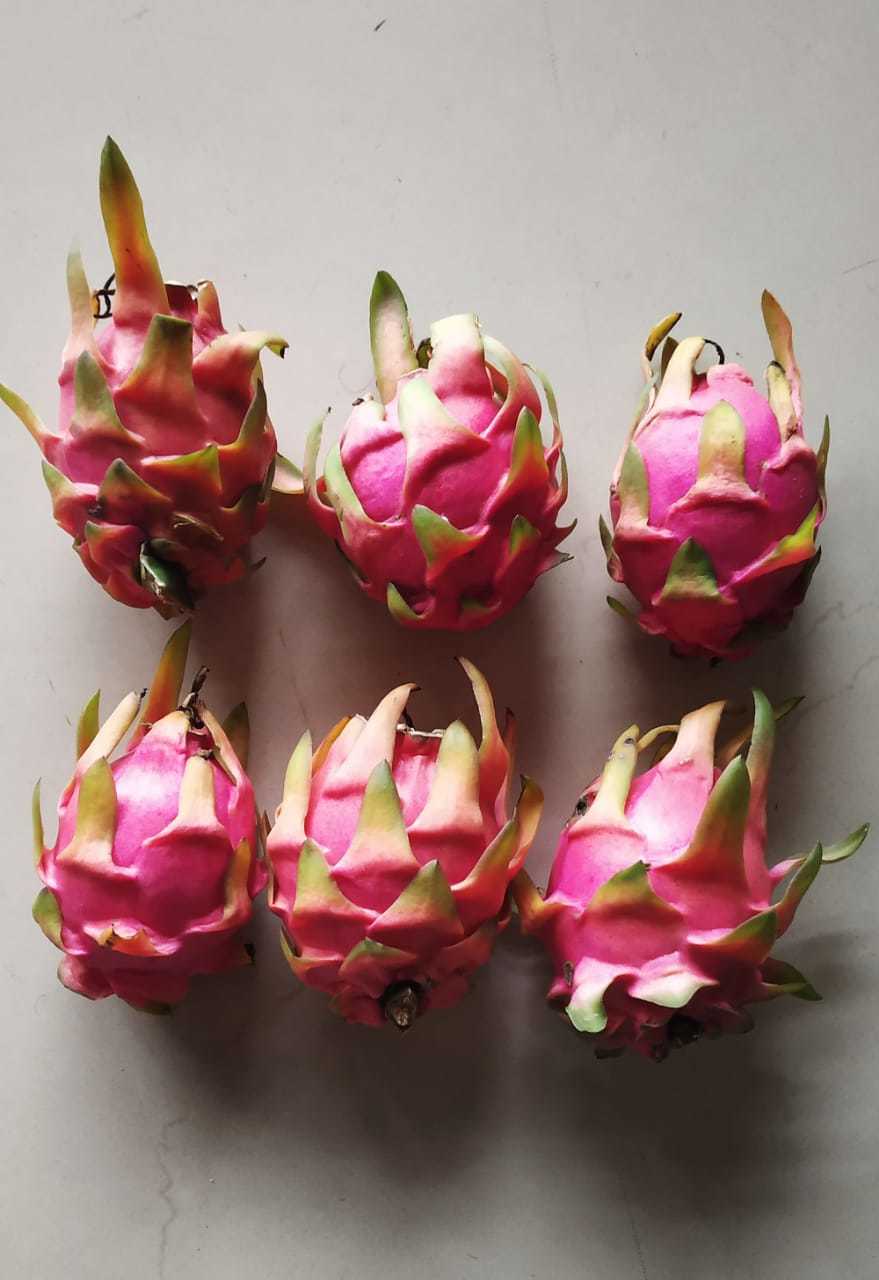 Congo Dragon Fruit Pitaya Red (White Flesh) Shipping