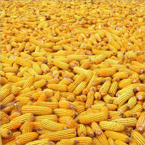 Yellow Corn - Cylindrical Shape, Variable Size | Freshness, Moisture-Free Packaging, Nutrient-Rich