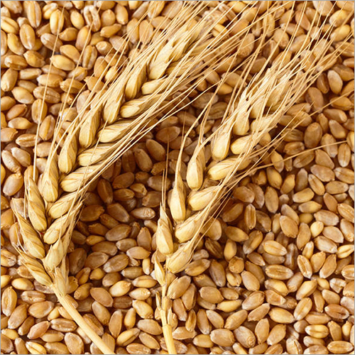 Wheat Seeds - Golden Color, High Protein, Dietary Fiber, Germination High, Custom Packaging