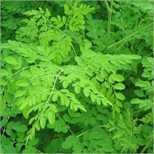 Moringa Leaves