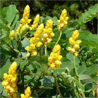 Senna Alata
