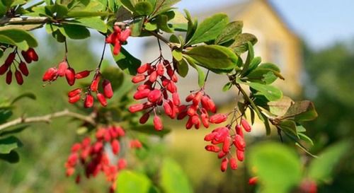 Berberis Aristata Extract