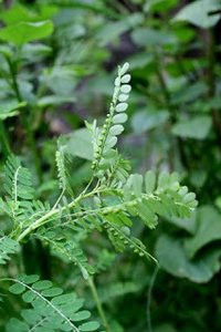 Phyllanthus Amarus Extract - 95% Purity, Solvent Extract Method | Bulk Packaging, Dietary Supplement & Traditional Medicine Ingredient