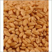 Wheat Seeds Wheat Seeds