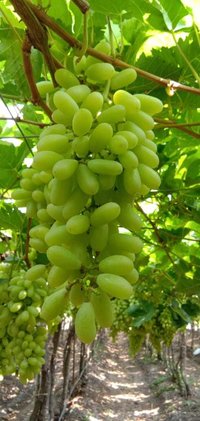 2020 Fresh Crop Sonaka Quality Grapes
