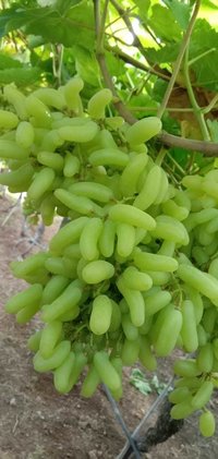 Pure Quality Super Sonaka Grapes