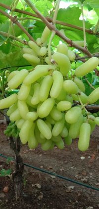 Long Super Sonaka Grapes
