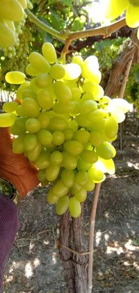 Fresh Sonaka Grapes