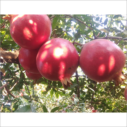 Round Organic Fresh Pomegranate