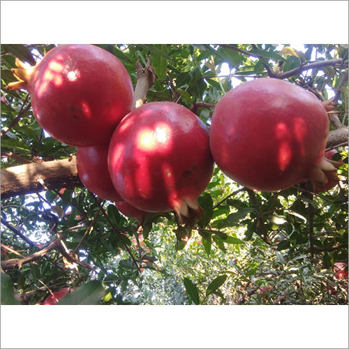 Round Organic Red Pomegranate