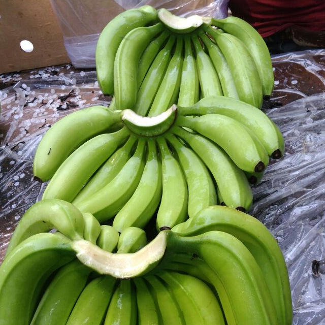Cavendish Banana
