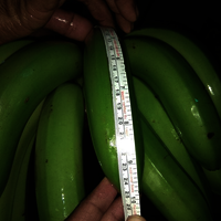 Organic Cavendish Banana