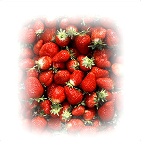 Strawberry Tissue Cultured Plant