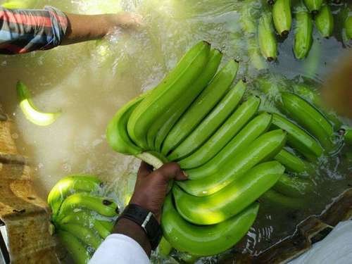 Indian Cavendish Banana