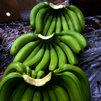 Indian Cavendish Banana