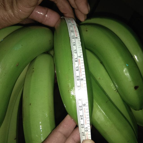 KGCPL Cavendish Banana