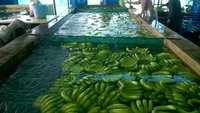KGCPL Cavendish Banana