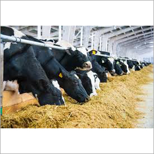 Dairy Cattle Feed