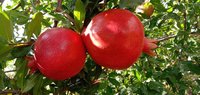 Fresh Crop Pomegranate 2020