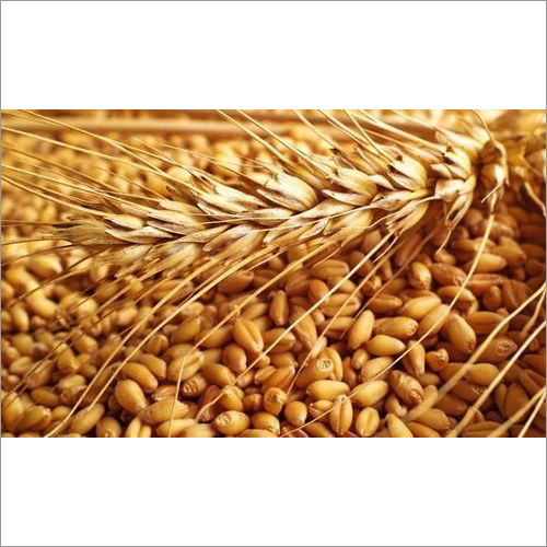 Organic Wheat Seeds Organic Wheat Seeds