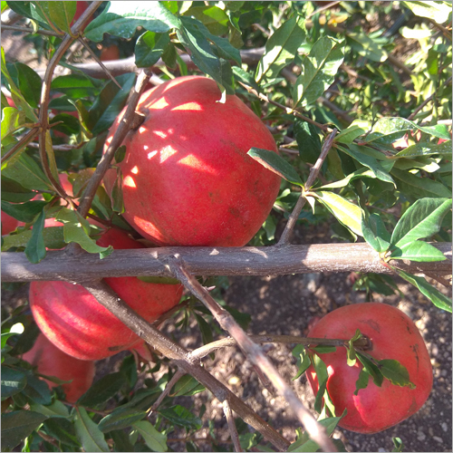Organic Pomegranate