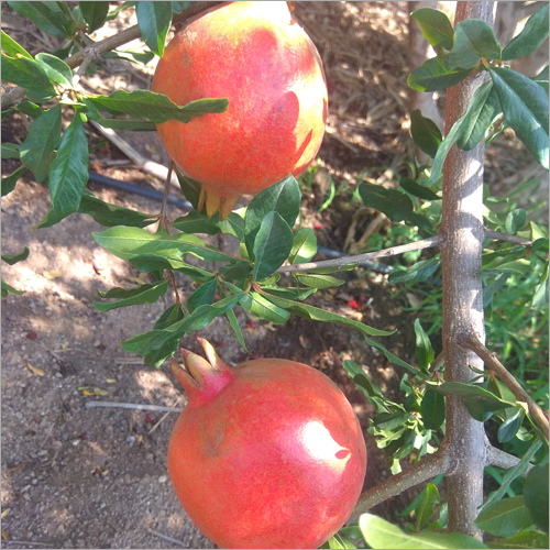 Sirenevyi Pomegranate