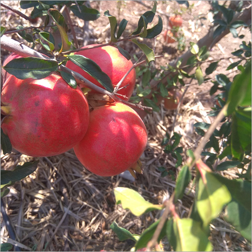 Eversweet Pomegranate